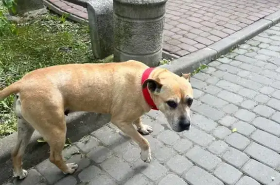 Знайдена собака: шукає дім та любов - photo