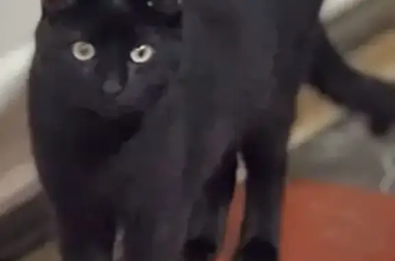 Lost Cat: Neutered, Declawed in 2760