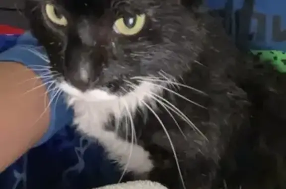 Lost Cat: Black & White, Green Eyes, Rahway