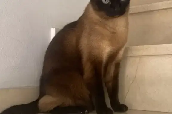 Buscamos a Bruno, Siamés perdido en Málaga
