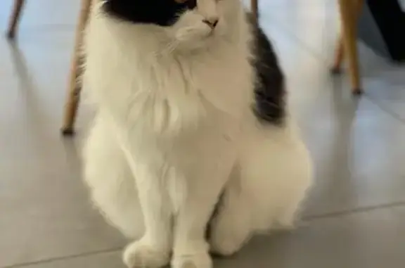 Chat perdu, Villenave-d'Ornon, photo: Chat perdu blanc tacheté Rue Bergonié
