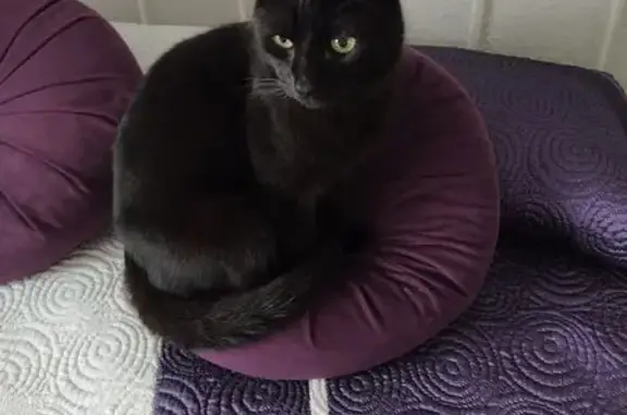 Gato Negro Perdido: Howl/Lolo en Griñón