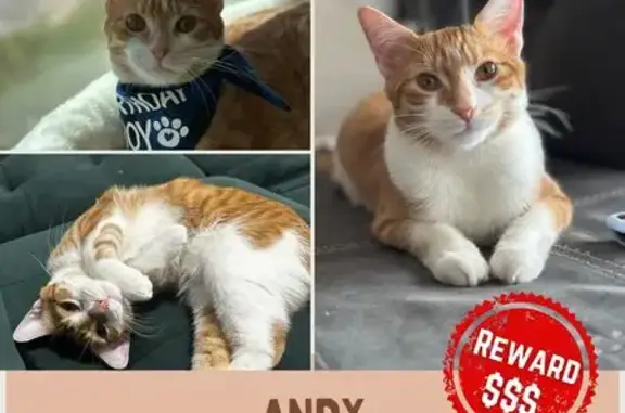 Lost Cat: Orange & White Near West Franklin