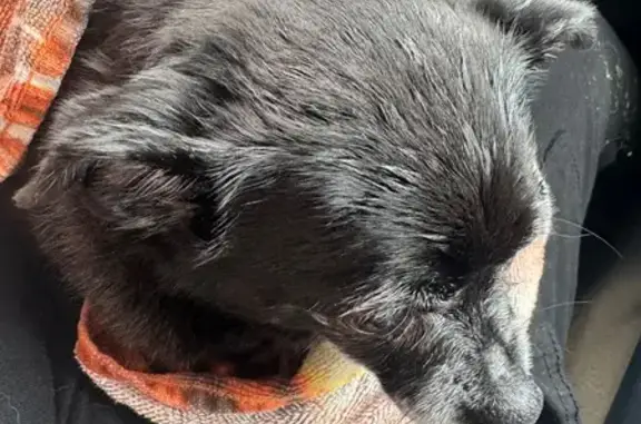 Found: Small Black Chihuahua in Pataskala