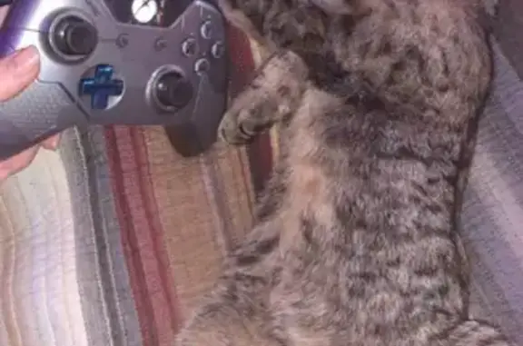 Lost Tabby Cat: Unique Two-Toned Paws