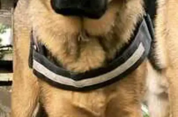 Perro Pastor Alemán Perdido en Barcelona