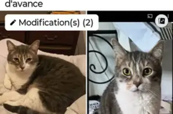 Chat perdu gris tigré/blanc à Yvetot - photo