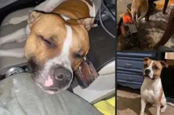 Lost Dog: $100 Reward, No Questions Asked