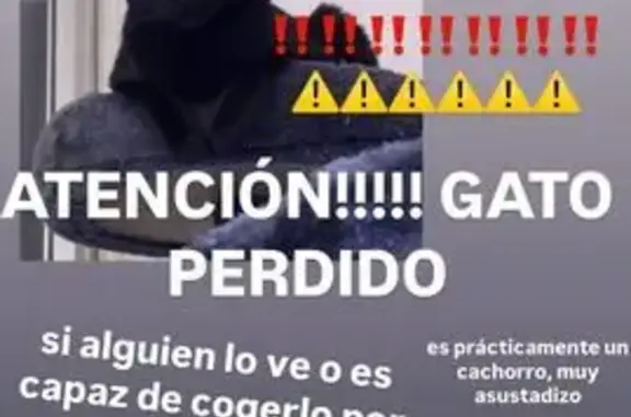 ¡Gatito Negro Perdido en Francos Rodríguez!