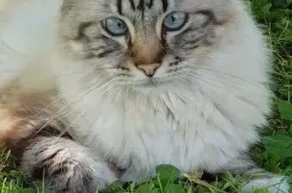 Chat perdu, Tours, photo: Chat perdu : blanc, gris, crème, craintif