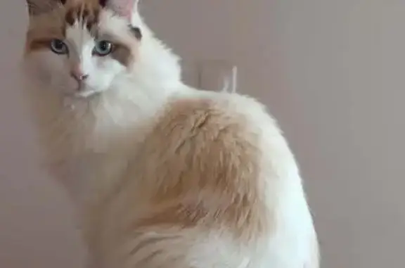 Chatte Ragdoll perdue à Dijon - photo