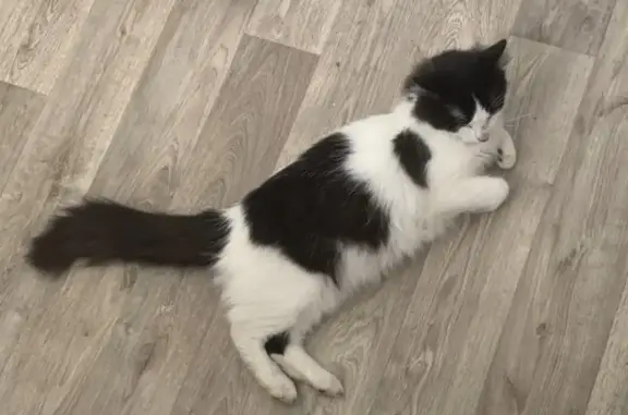 Chat perdu : Aladin, blanc et noir, Le Trait - photo