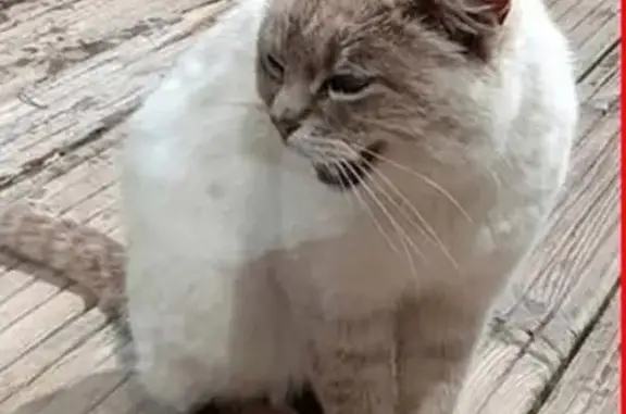 Chat siamois beige trouvé à Plumergat - photo