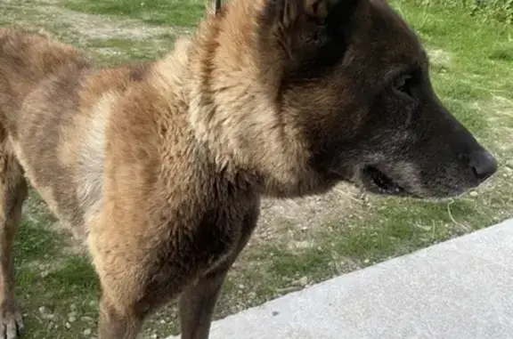 Chien trouvé Châtonnay, photo: Vieux Malinois trouvé Route des Rosiers