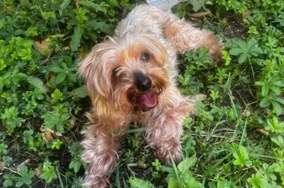 Chien trouvé , photo: Chien de 14 ans retrouvé à Boé