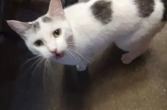 Animaux trouvés Étretat, photo: Chat gris et blanc sociable trouvé à Étretat