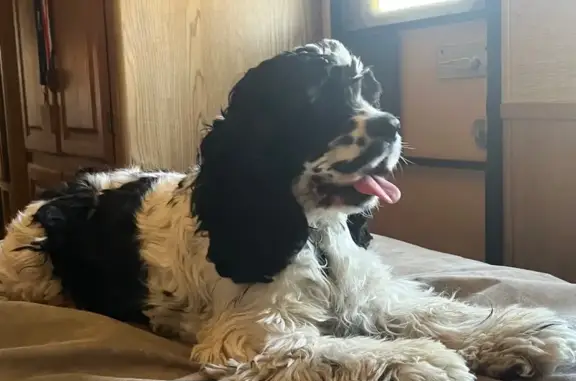 Lost Dog: Black & White with Unique Moustache