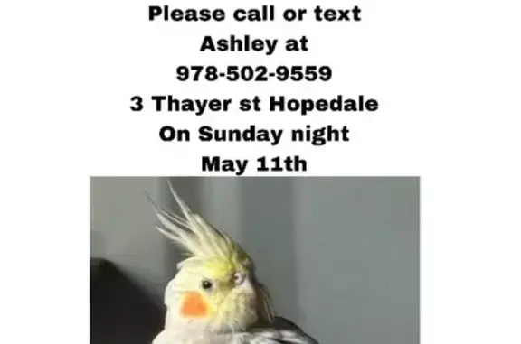 Lost Bird: Yellow & Gray, Red Cheeks