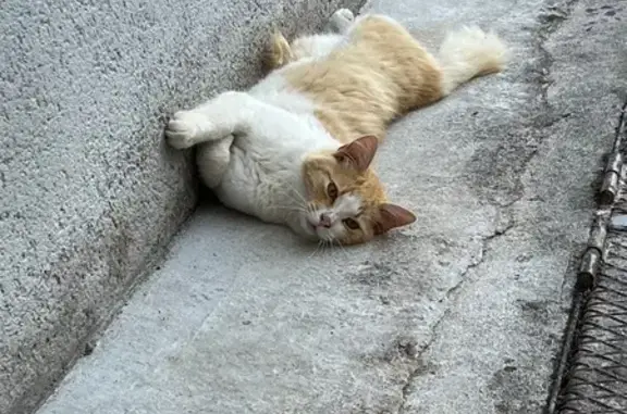 Chat perdu, , photo: Chat roux/blanc perdu à Noyelles-Godault