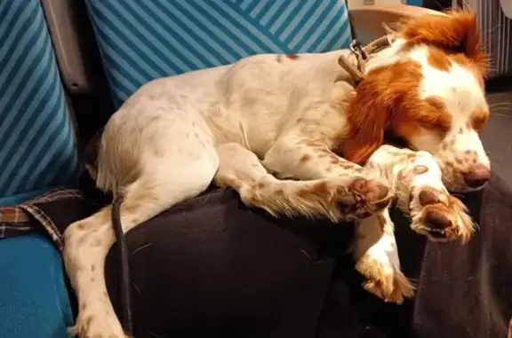 Chien perdu, tâche cœur, répond Vishnu - photo