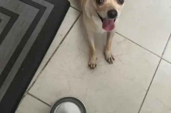 ¡Perrita Chihuahua Encontrada...