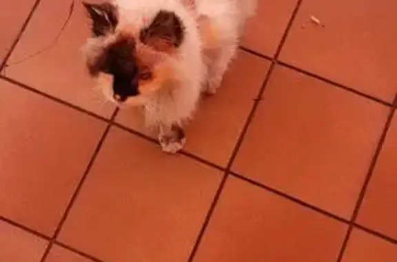 Chat trouvé Nouvelle-Aquitaine, photo: Chat errant maigre, noir et blanc, Mont-de-Marsan