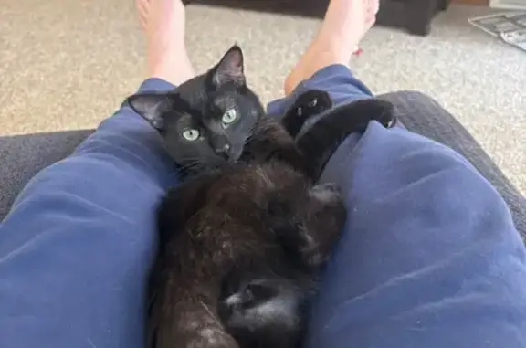 Lost Black Cat: North 95th St, Milwaukee