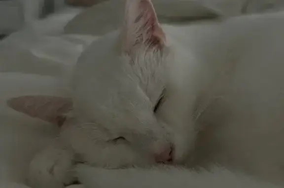Lost Cat: White, Yellow Eyes, Mariner Rd