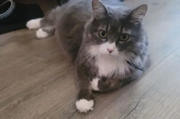 Lost Fluffy Gray Cat on Lankershim Blvd