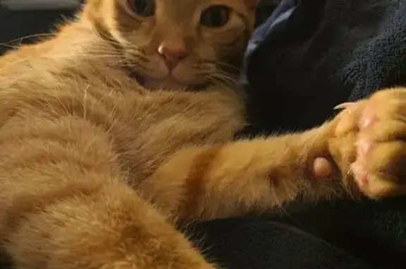 Lost Skittish Cat: Blue Collar, Hazel Green