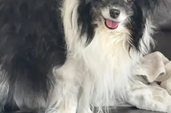 Help Find Izzy: Lost Teacup Aussie