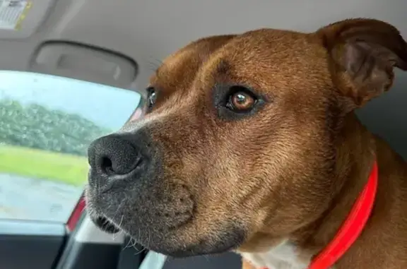 Found: Brown Dog Near Hwy 39, Louisburg