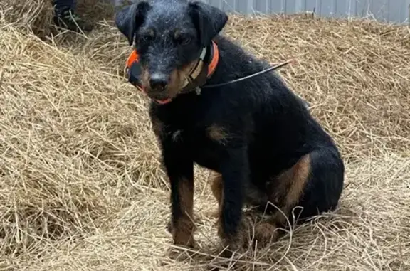 Lost Terrier: Black & Tan, Dual Collars