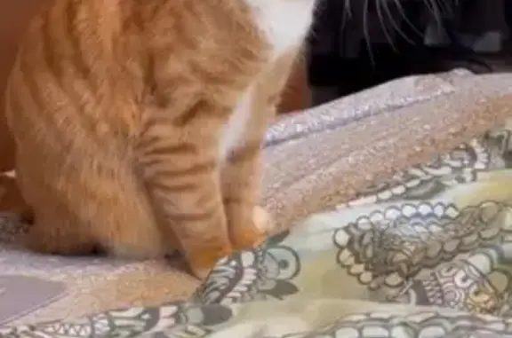 Lost: Big Orange Cat, White Belly - Blaine