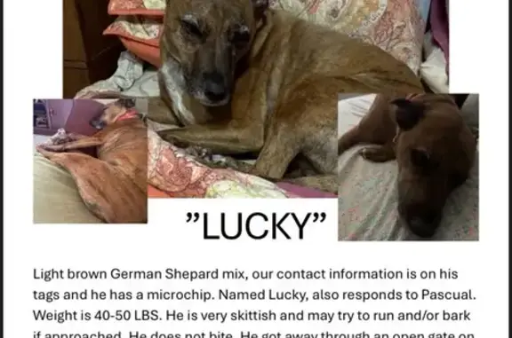 Lost Dog: Red Collar, ID Tag, Chipped