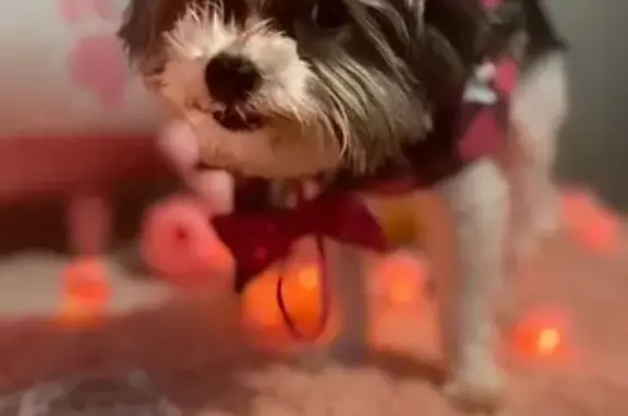 Lost Parti Yorkie in Remington Ranch!