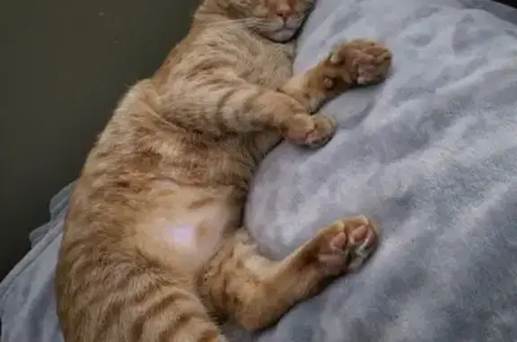 Lost Orange Cat: Buddy in Park City, TN