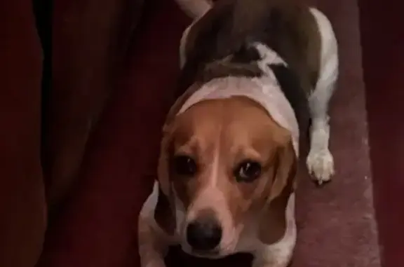 Lost Beagle: Hannah, Tri-Color, Friendly