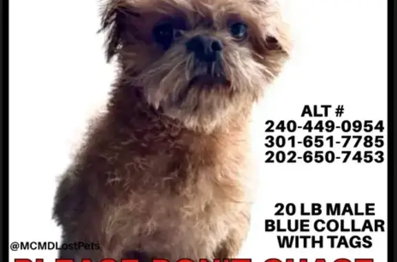 Lost Shih Tzu: Grey/Brown, Derwood Rd