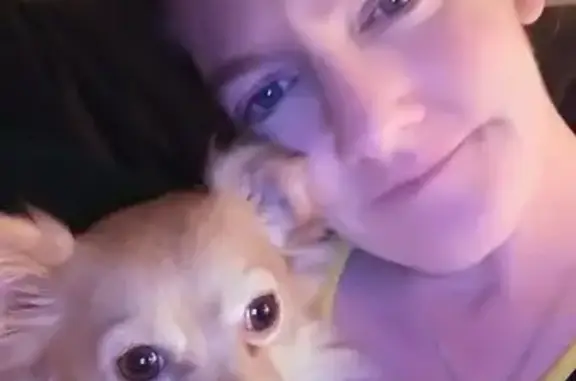 Lost Dog Alert: SR 26, Stockton 9459