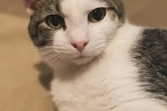 Lost Cat: Friendly White & Tabby in 2155