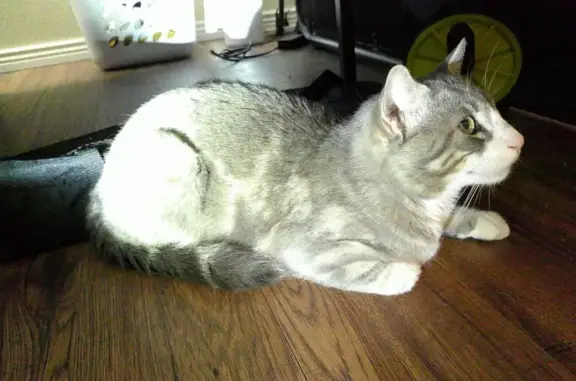 Lost Cat Found: Gray & White - Glendale