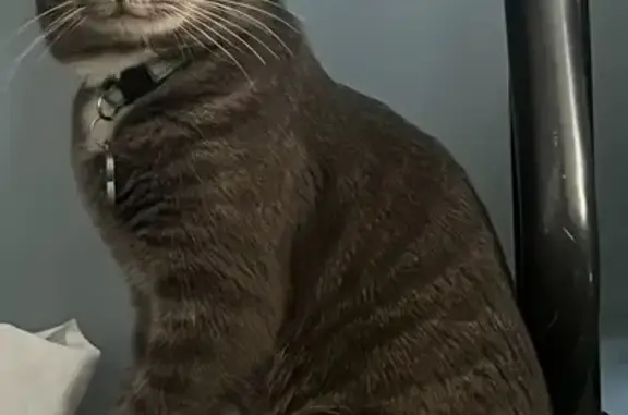 Help Find Casper: Lost Grey Tabby Cat!