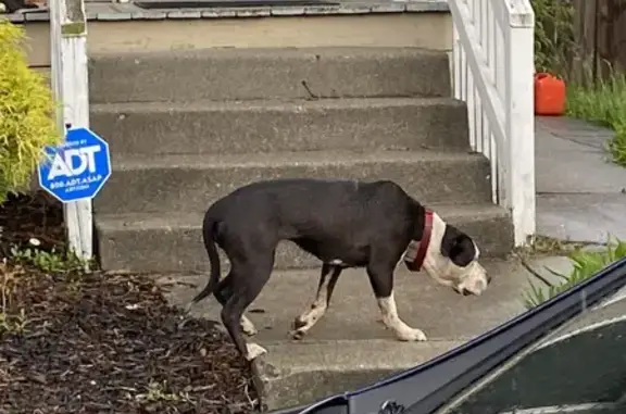 Found: White & Black Bully on S. Sixth St