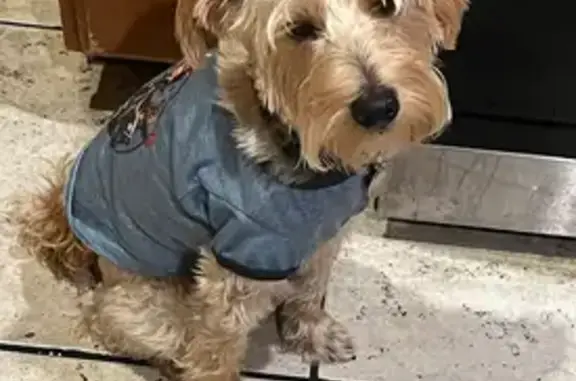 Lost Golden Dog: Ozzy Collar, Farmdale Ave