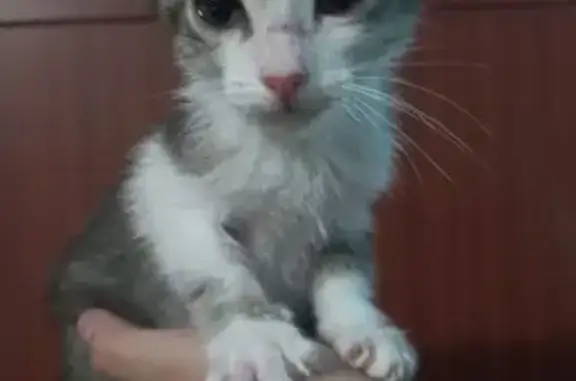 Gato Gris y Blanco Busca Hogar...