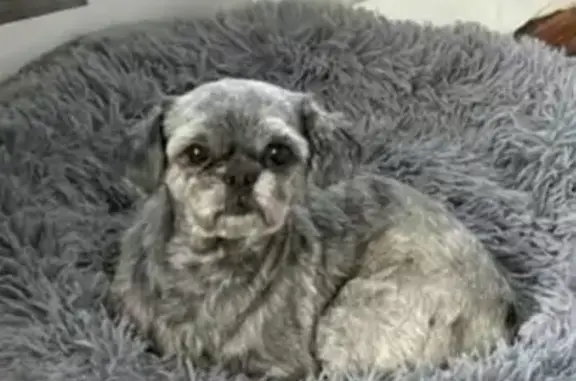 Lost Dog: Canela on South Wells St