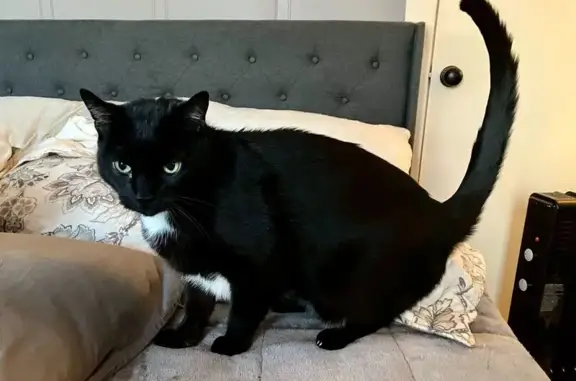Missing: Shy Black Bombay Cat 'Charlie'