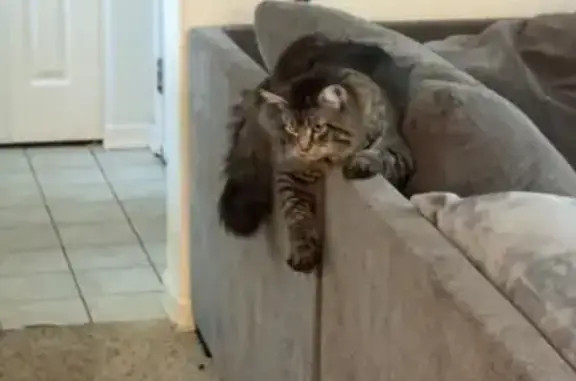 Lost Shy Cat: North Birch St, Canby