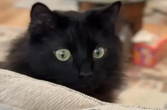Help Find Our Lost Black Cat in LA